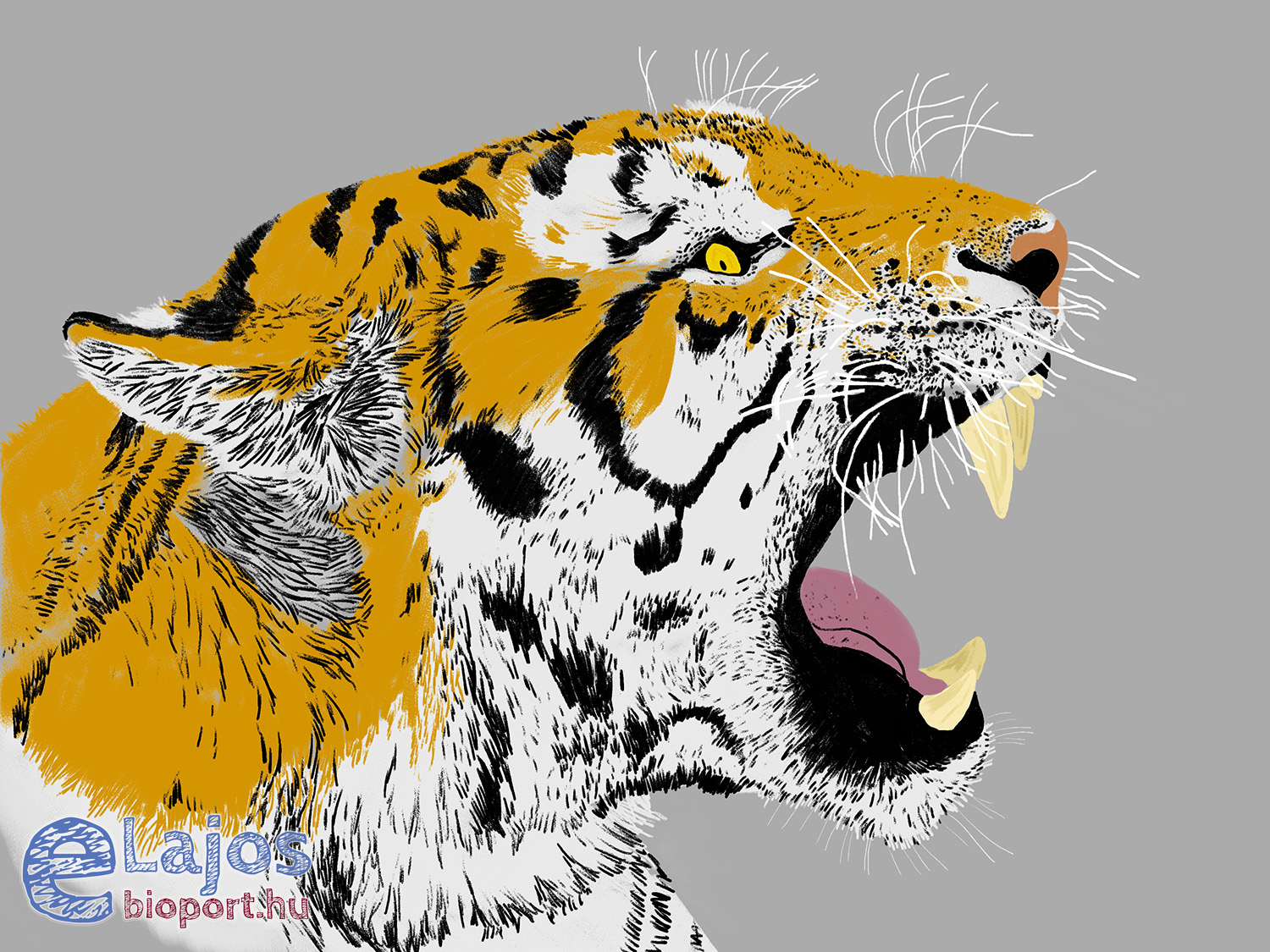 Tigris, jobbra, ordít
