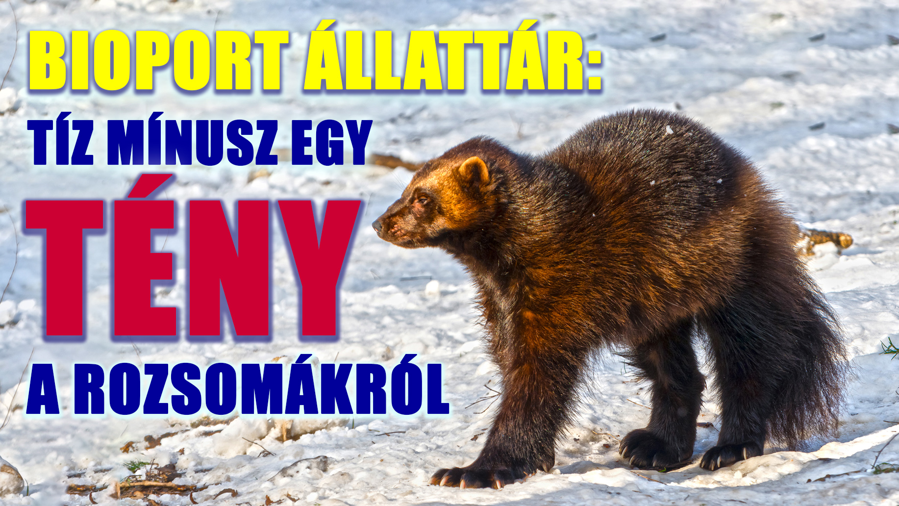 Bioport állattár: Ismeretlen ismerős – Tíz mínusz egy tény a rozsomákról