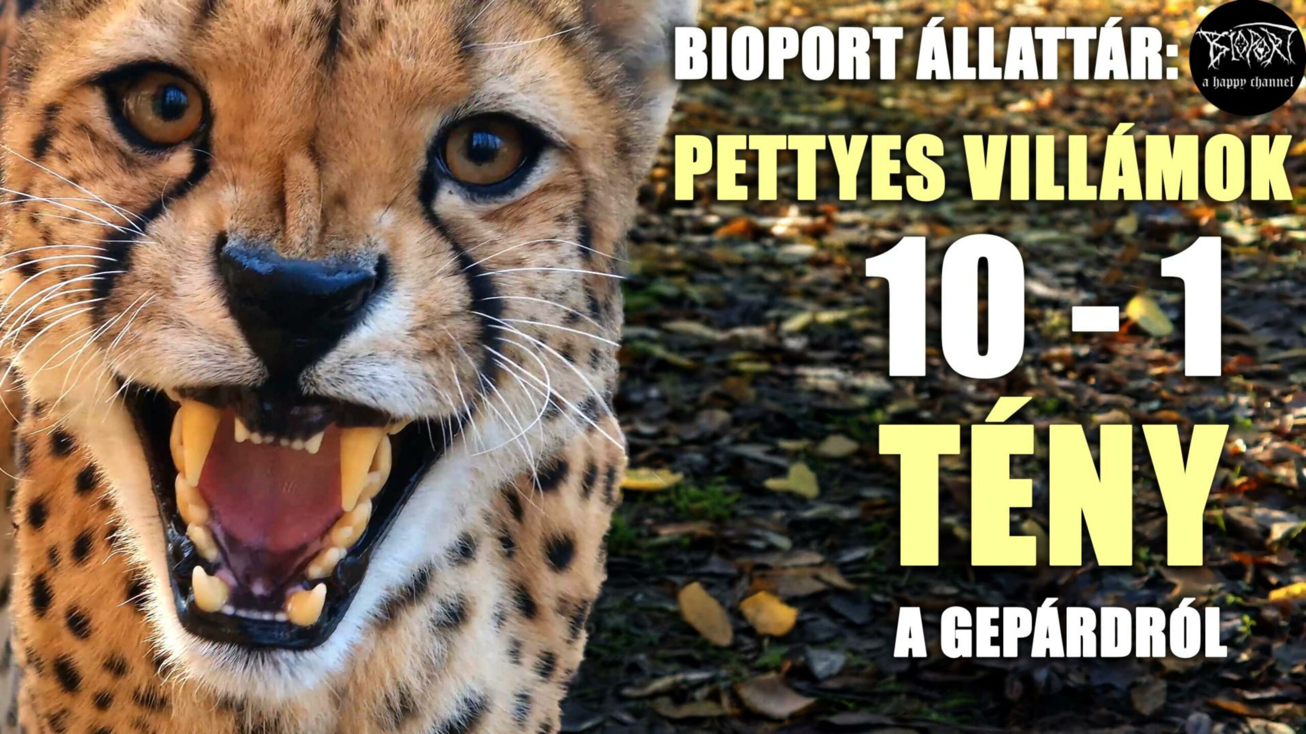 Pettyes villámok – 10 mínusz 1 tény a gepárdról