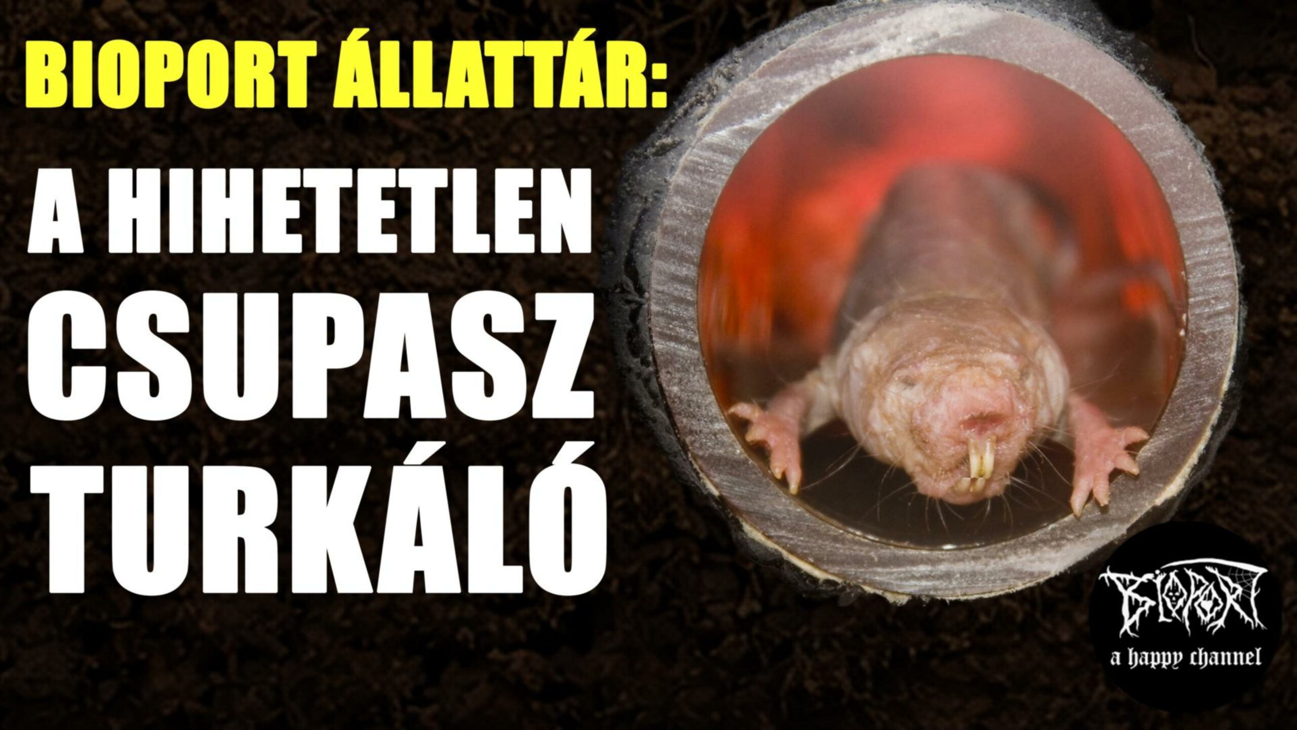 Bioport állattár: a hihetetlen csupasz turkáló