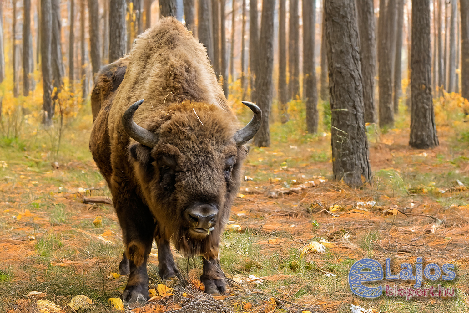 Mint bölény az AI erdőben…